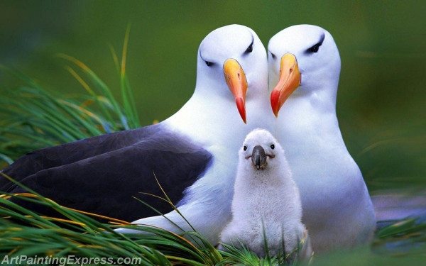 Albatross Painting Canvas Prints