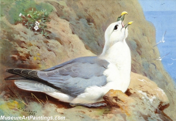 Bird Paintings A Fulmar Petrel