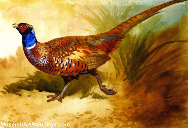 Bird Paintings Cock Pheasant
