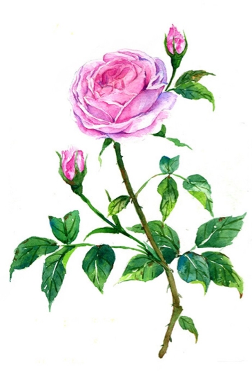 Handmade Flower Oil Painting 014