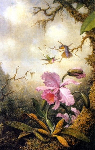 Hummingbirds and Orchids by Martin Johnson Heade