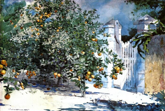 Orange Tree Nassau Painting