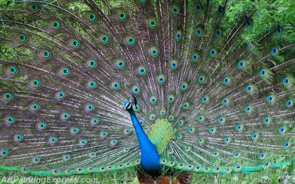 Peacock Art Painting Canvas Prints PAP01