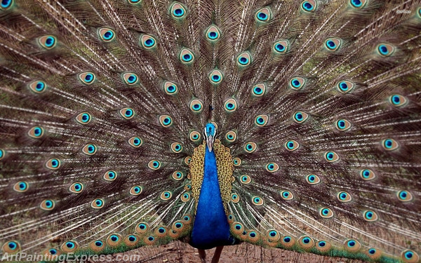 Peacock Art Painting Canvas Prints PAP02