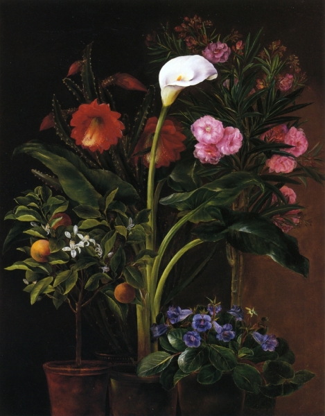 Still Life with Streptocarpus Oleander Calla Lily Cactus Flowers and and Orange Tree