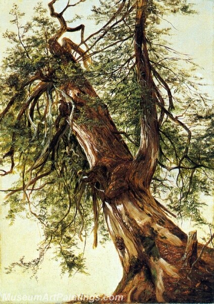 Study of a Cedar Painting