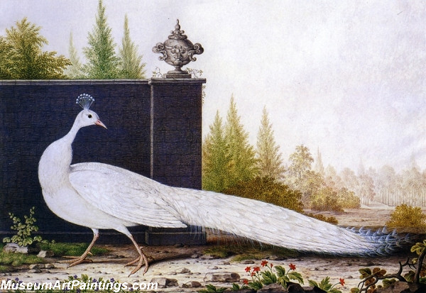 The White Peacock Painting