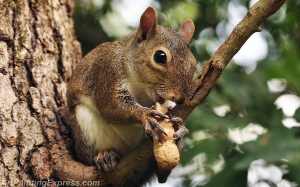 Wild Animal Squirrel Painting Canvas Prints WAP43