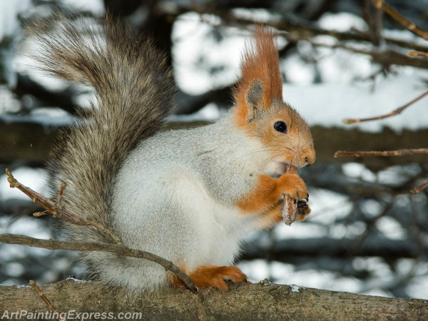 Wild Animal Squirrel Painting Canvas Prints WAP84