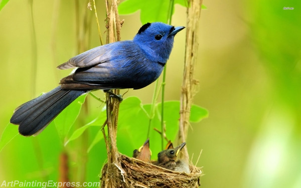 black naped monarch painting canvas prints