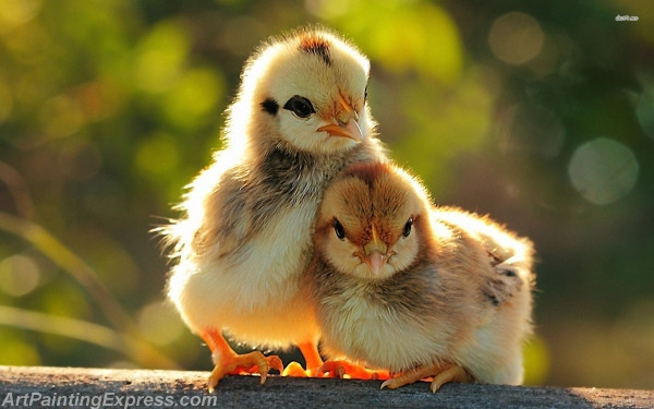 chicks painting canvas prints