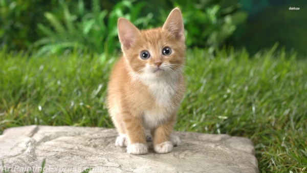 curious kitten painting canvas prints