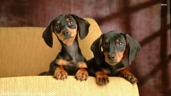 dachshund puppies painting canvas prints