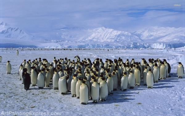 emperor penguin colony painting canvas prints