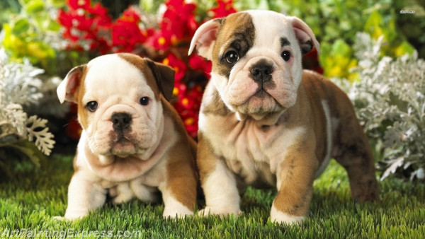 english bulldog puppies painting canvas prints