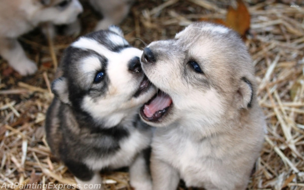 husky puppies painting canvas prints