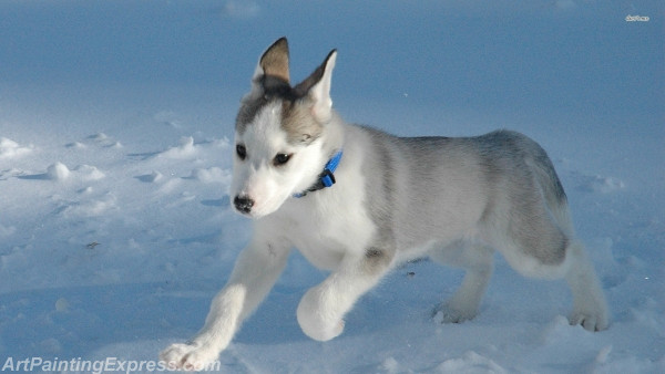 husky puppy painting canvas prints