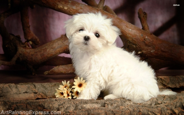 maltese puppy painting canvas prints