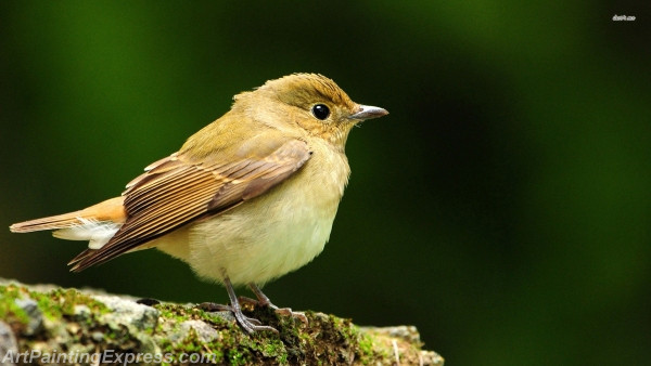 narcissus flycatcher painting canvas prints