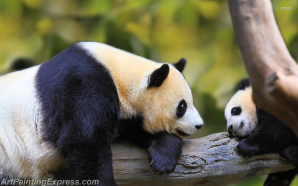 pandas on a tree painting canvas prints