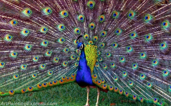 peacock painting canvas prints