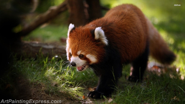 red panda painting canvas prints