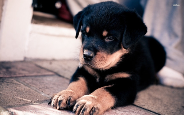 rottweiler puppy painting canvas prints