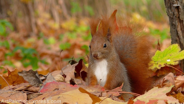 squirrel painting canvas prints