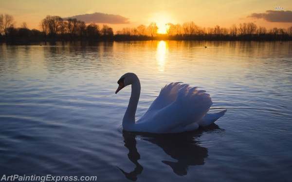 swan on a lake painting canvas prints