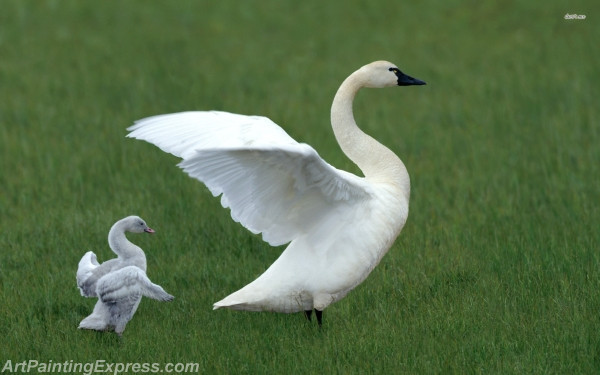 swan with its cygnet painting canvas prints