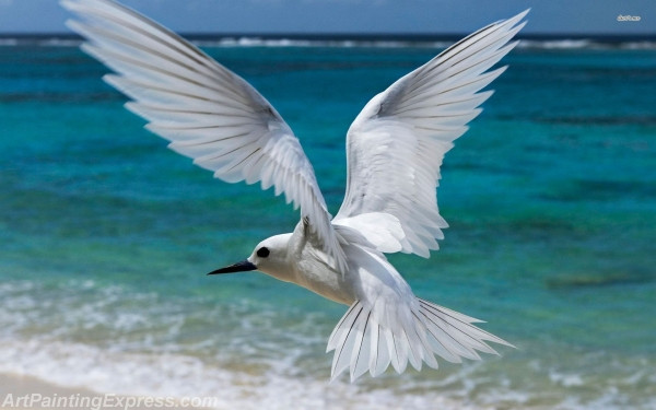 white tern painting canvas prints