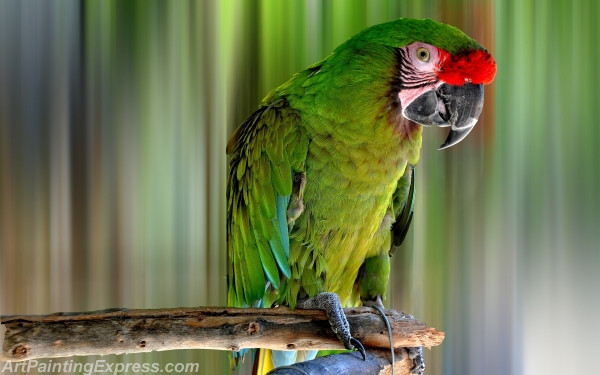 wild animal painting parrot canvas prints