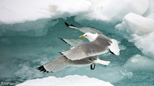 wild animal painting seagull canvas prints